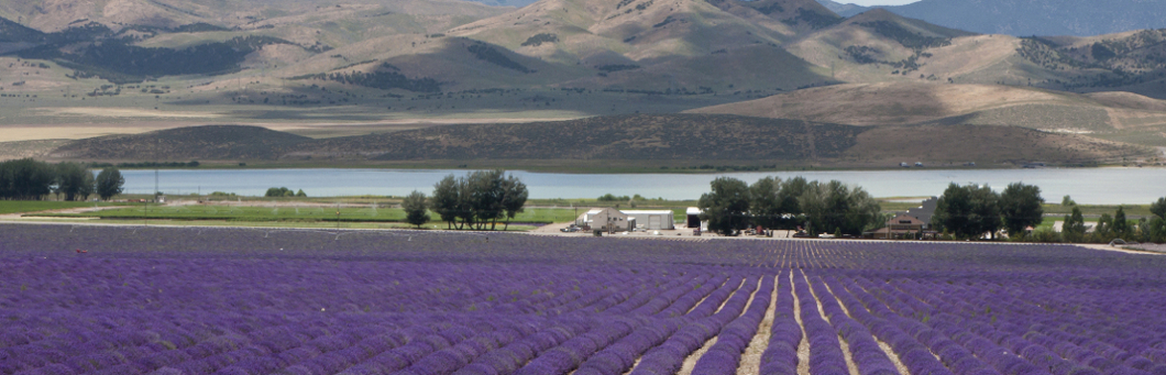 Fields of Lavender